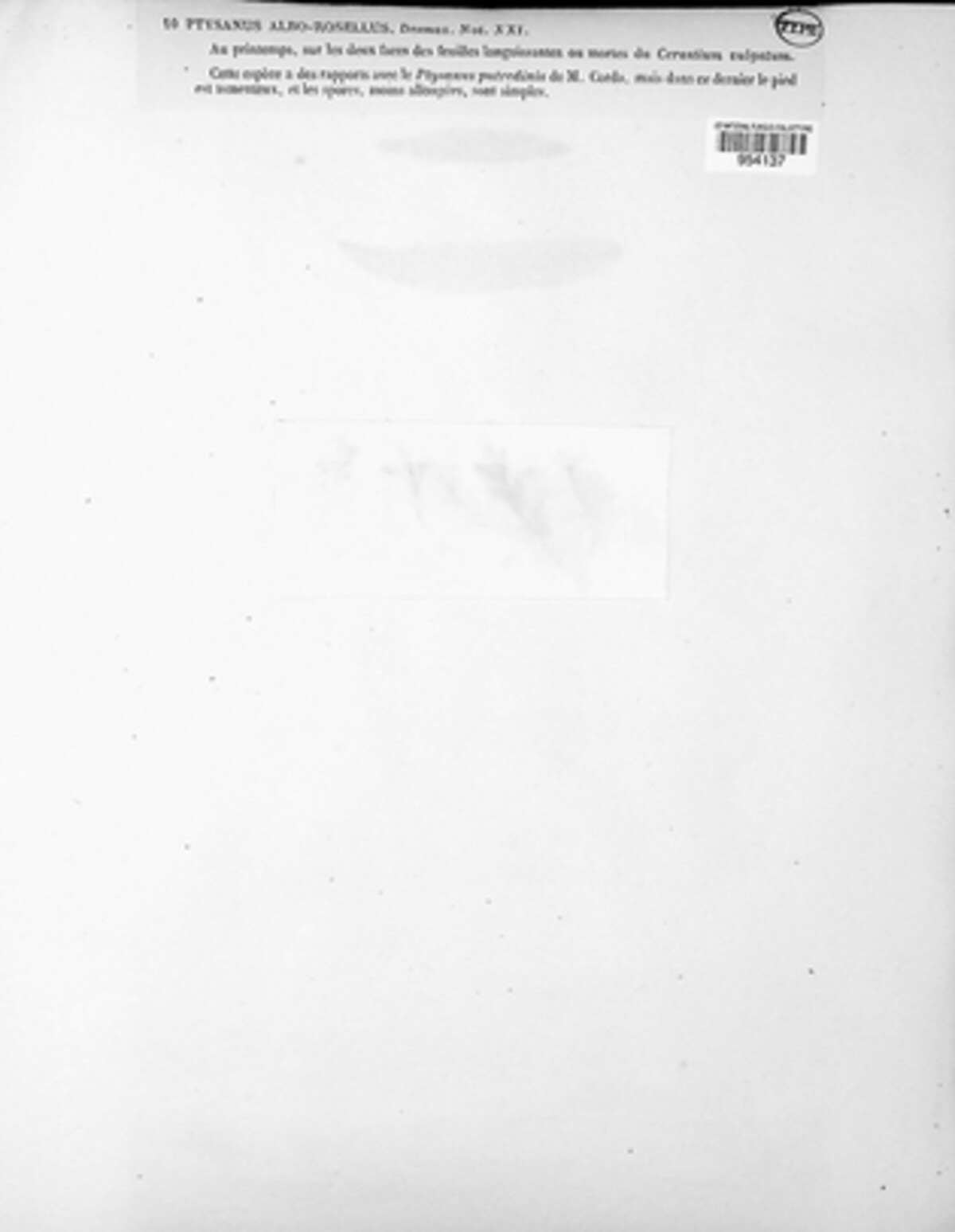 Ramularia alborosella image